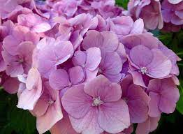 Hydrangeas Flower Aesthetic Plant Photography Chloehickss Flower Aesthetic Plant Photography Hydrangea Flower