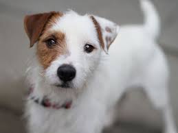 12 1 10 1 1 11 jack russell terrier puppies jack russell terrier jack russell