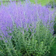 Image result for Perovskia atriplicifolia 'blue spire'