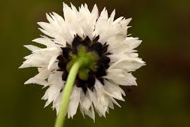 Image result for Cephalaria pungens