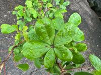 Image result for Vitex payos