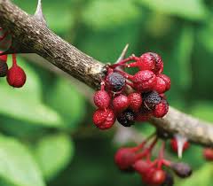 Image result for Zanthoxylum