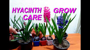 Storing them in the box could result in too much moisture and rot. How To Grow And Care For Hyacinths Plant Youtube