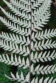 Image result for Pityrogramma aurantiaca