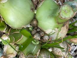 Image result for Albuca kirkii