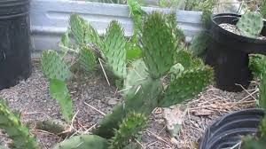 In addition, prickly pears, also known as i've had prickly pear cacti in my landscape for many decades. Eastern Prickly Pear Youtube