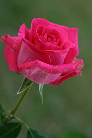 Hot Pink Rose A Single Bright Magenta Colored Rose Affiliate Rose Single Hot Pink Colored Beautiful Rose Flowers Hot Pink Roses Thornless Roses
