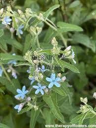 Image result for Cynoglossum coeruleum