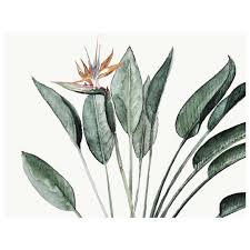 Bird Of Paradise Watercolor Bird Of Paradise Watercolor Sneakpeek Urbanbotanic Strelitzia Greenupyourhome Plantsofinstagram Urbanjung Jungle Flowers Deer Art Botanical Illustration