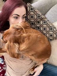 ANOTHER recover update! : r/cavalierkingcharles