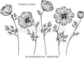 Maybe you would like to learn more about one of these? Cosmos Flowers Drawing And Sketch With Line Art On White Backgrounds Canstock