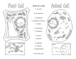 Plant cell walls are primarily made up of cellulose , fungi cell walls are made up of chitin and bacteria cell walls are. Draw A Plant Cell And Label The Parts Shefalitayal