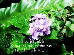 We did not find results for: Nature Haiku Poems