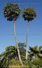 Image result for Cussonia sessilis