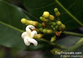 Image result for Tabernaemontana inconspicua