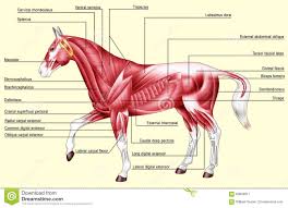 Horse Anatomy Muscles Stock Illustration Illustration Of
