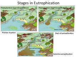 Biology form 4 chapter 8 :dynamic e. Chapter 9 Endangered Eosystem Form 4 Biology