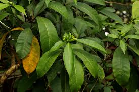 Image result for Rauvolfia mannii