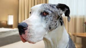 Find a dog find a cat find other pets. Welcome Florida Giant Dog Rescue