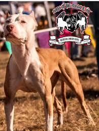 Pitbull Pitbull Dog Big Dogs Pitbulls