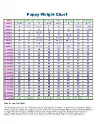 Labrador Puppy Growth Chart Uk Dogs Breeds And Everything