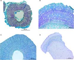 Image result for Agathisanthemum