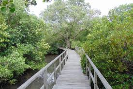 ⁠informasi dunia hewan dan binatang, daftar dan fakta menarik lainnya. 10 Manfaat Dan Peranan Hutan Mangrove Yang Wajib Diketahui Untuk Keseimbangan Alam Nata Magazine