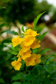 Image result for Allamanda cathartica