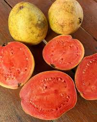 Pemeliharaan tanaman jambu kristal penyiangan dilakukan dengan cara membuang tunas yang ada pada batang utama, tujuannya agar buah dapat tumbuh maksimal dengan ukuran besar dan rasanya manis. 5 Tips Memilih Jambu Biji Yang Baik Dan Matang Sempurna