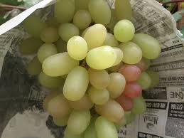 We did not find results for: Luar Biasa 11 Jenis Anggur Ini Yang Paling Genjah Di Indonesia Pohon Anggur Genjah
