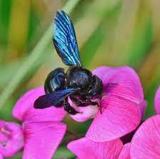 Oneearth Shared A Photo On Instagram Just As The Sky Is Blue Bees Are Black And Yellow Right Not Necessarily Scientists Rec Black N Yellow Bee Photo