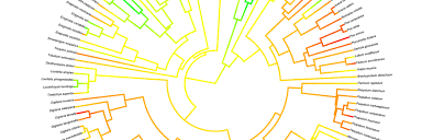 Image result for Danthoniopsis dinteri