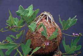 Image result for Neorautanenia mitis