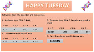 1 2 3 4 5 6 dna transcription & translation worksheet. Transcription Translation And Codon Chart Practice Fanada