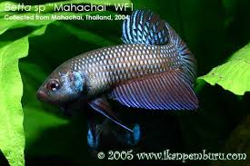 Species Groups Within The Genus Betta Seriously Fish Betta Fish Aquarium Fish