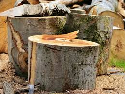 O que significa Sonhar com Tronco de Árvore Cortado no Mundo Espiritual?