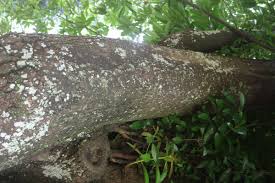 Image result for Pentadesma