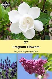 The seven flowers on this list are different, with strong, distinctive aromas. 27 Best Fragrant Flowers To Grow In Your Garden Gardening Channel