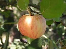 All apple trees, apple trees, crabapple trees, fruit plants. Whitney Crabapple Trees Of Antiquity