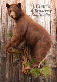 Black Bear Half Mount Clete S Taxidermy Studio Bear Mounts Black Bear Taxidermy