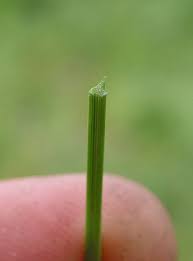 Image result for Scleria racemosa