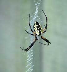 Argiope Spider Id Walter Reeves The Georgia Gardener