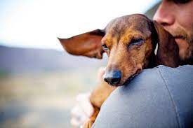 The cost of pet euthanasia is going to vary depending on the shelter/vet performing the procedure, the geographical location, the size of the animal on average, the cost of euthanasia can cost anywhere from $25 to $350. Pet Euthanasia At Home How It Works And What To Expect Daily Paws
