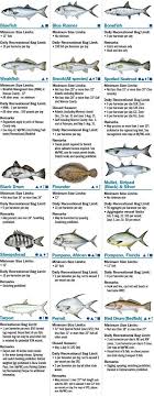 coastal species florida saltwater fishing regulations