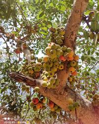 Image result for Vigna racemosa