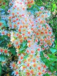 Check spelling or type a new query. Beautiful Flowers Of Beautiful Trees Steemit