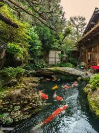 A Beautiful Japanese Koi Pond Koi Pond Design Fish Pond Gardens Ponds Backyard