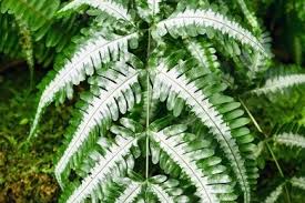 Image result for Pteridaceae