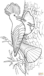 Hoopoe Coloring Page Free Printable Coloring Pages Bird Coloring Pages Bird Drawings Animal Coloring Pages