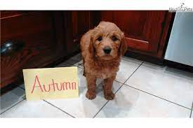 Teddy bear puppies 9 weeks for sale in wausau wisconsin she has perfect boxy features and a nice soft thick wavy coat. Teddy Bear Puppies For Sale In Wausau Wi